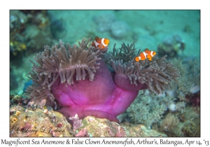 Magnificent Sea Anemone