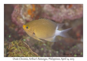 Ovate Chromis