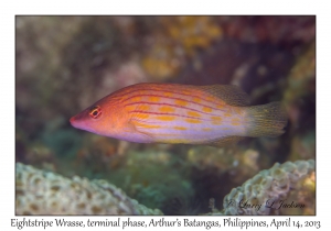 Eightstripe Wrasse