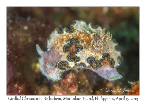 Girdled Glossodoris