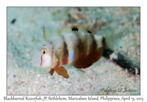 Blackbarred Razorfish