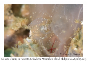Tunicate Shrimp in Tunicate