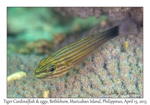 Tiger Cardinalfish