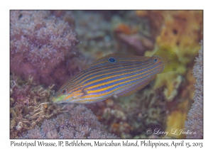 Pinstriped Wrasse