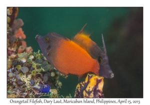 Orangetail Filefish