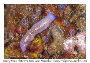 Racing Stripe Flatworm