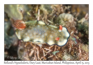 Bolland's Hypselodoris