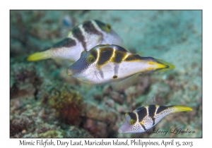 Mimic Filefish