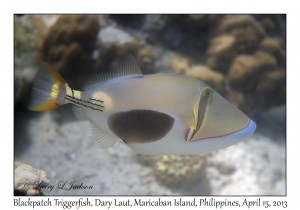 Blackpatch Triggerfish