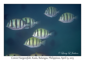 Convict Surgeonfish