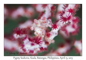 Pygmy Seahorse