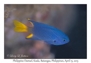 Philippine Damsel