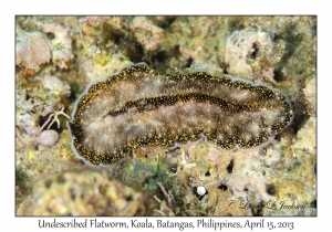 Undescribed Flatworm