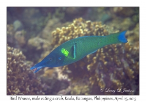 Bird Wrasse