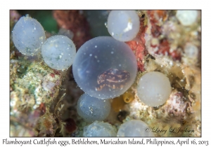 Flamboyant Cuttlefish eggs