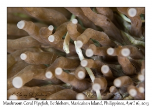 Mushroom Coral Pipefish