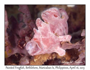 Painted Frogfish