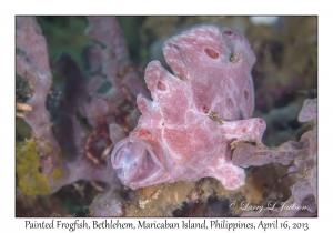 Painted Frogfish