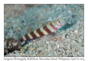 Gorgeous Shrimpgoby