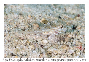 Signalfin Sandgoby