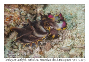 Flamboyant Cuttlefish