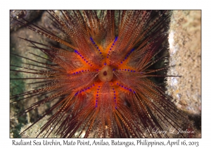 Radiant Sea Urchin