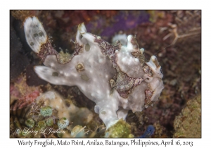 Warty Frogfish