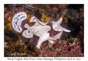 Warty Frogfish