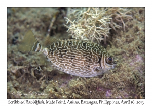 Scribbled Rabbitfish