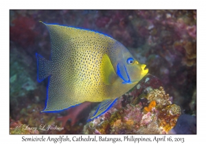 Semicircle Angelfish