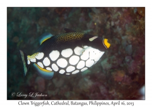 Clown Triggerfish