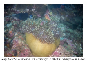 Magnificent Sea Anemone