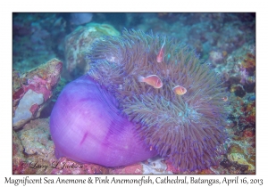 Magnificent Sea Anemone