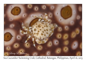 Sea Cucumber Swimming Crab