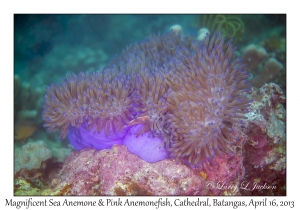 Magnificent Sea Anemone