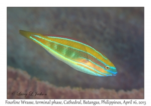 Fourline Wrasse