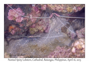 Painted Spiny Lobsters