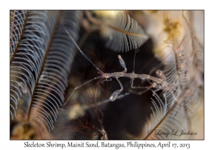 Skeleton Shrimp