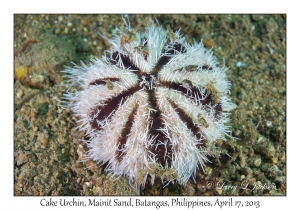 Cake Urchin