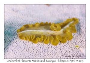 Undescribed Flatworm