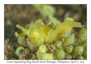 Green Sapsucking Slug