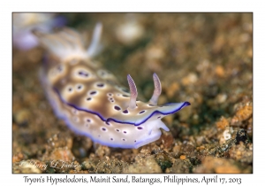 Tryon's Hypselodoris