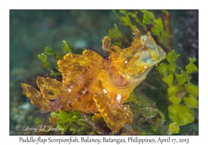 Paddle-flap Scorpionfish