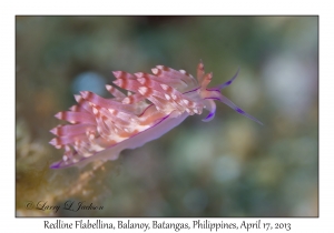 Redline Flabellina