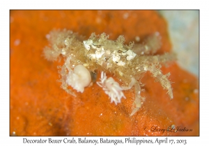 Decorator Boxer Crab