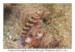 Gorgeous Shrimpgoby