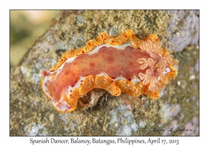 Spanish Dancer