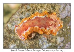 Spanish Dancer