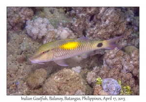 Indian Goatfish