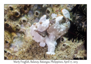 Warty Frogfish